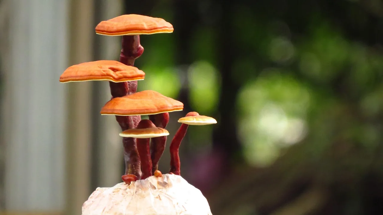 Cultivated reishi mushrooms with glossy orange caps on tall red stems