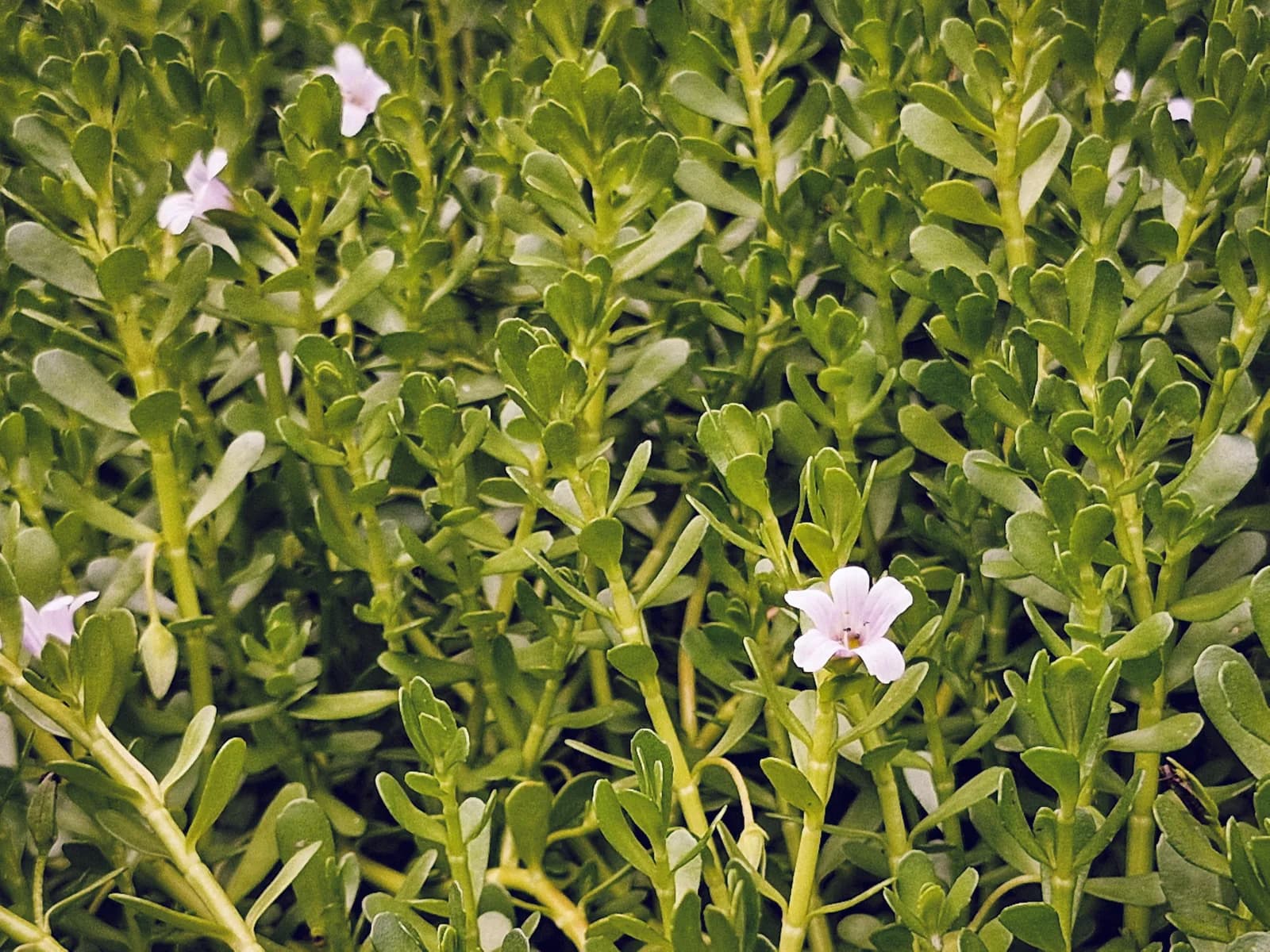 Brahmi plants with small pale pink flowers and fleshy leaves