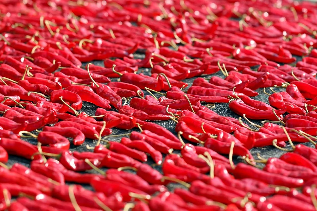 Red chillies spread out to dry in the sun, the first step toward gochugaru