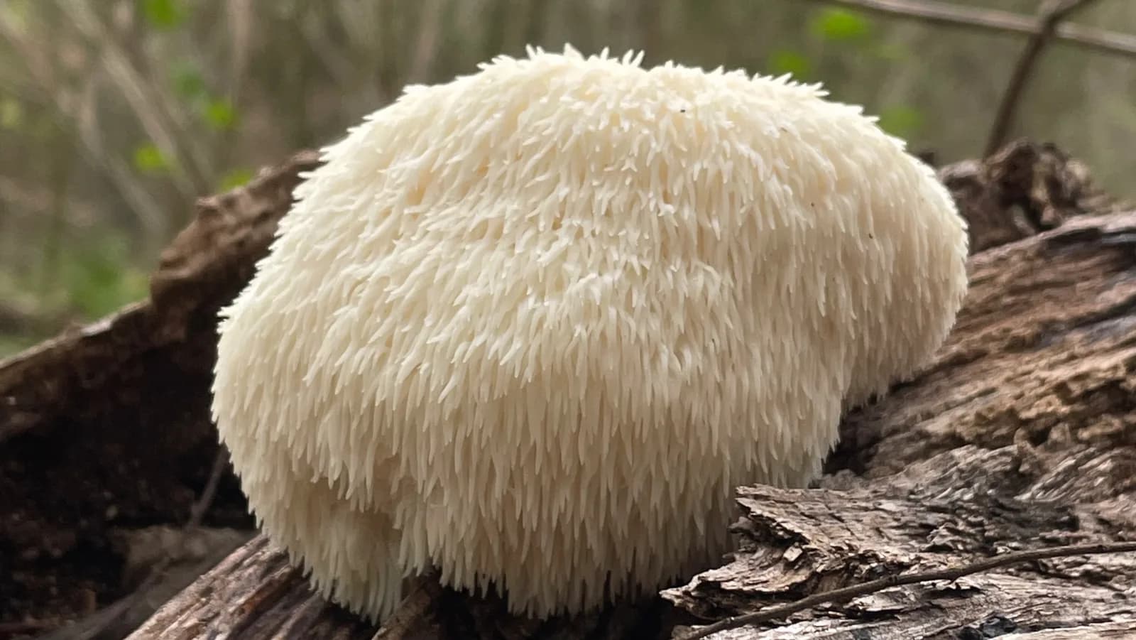 A lion's mane mushroom growing on a fallen log, its white spines hanging down