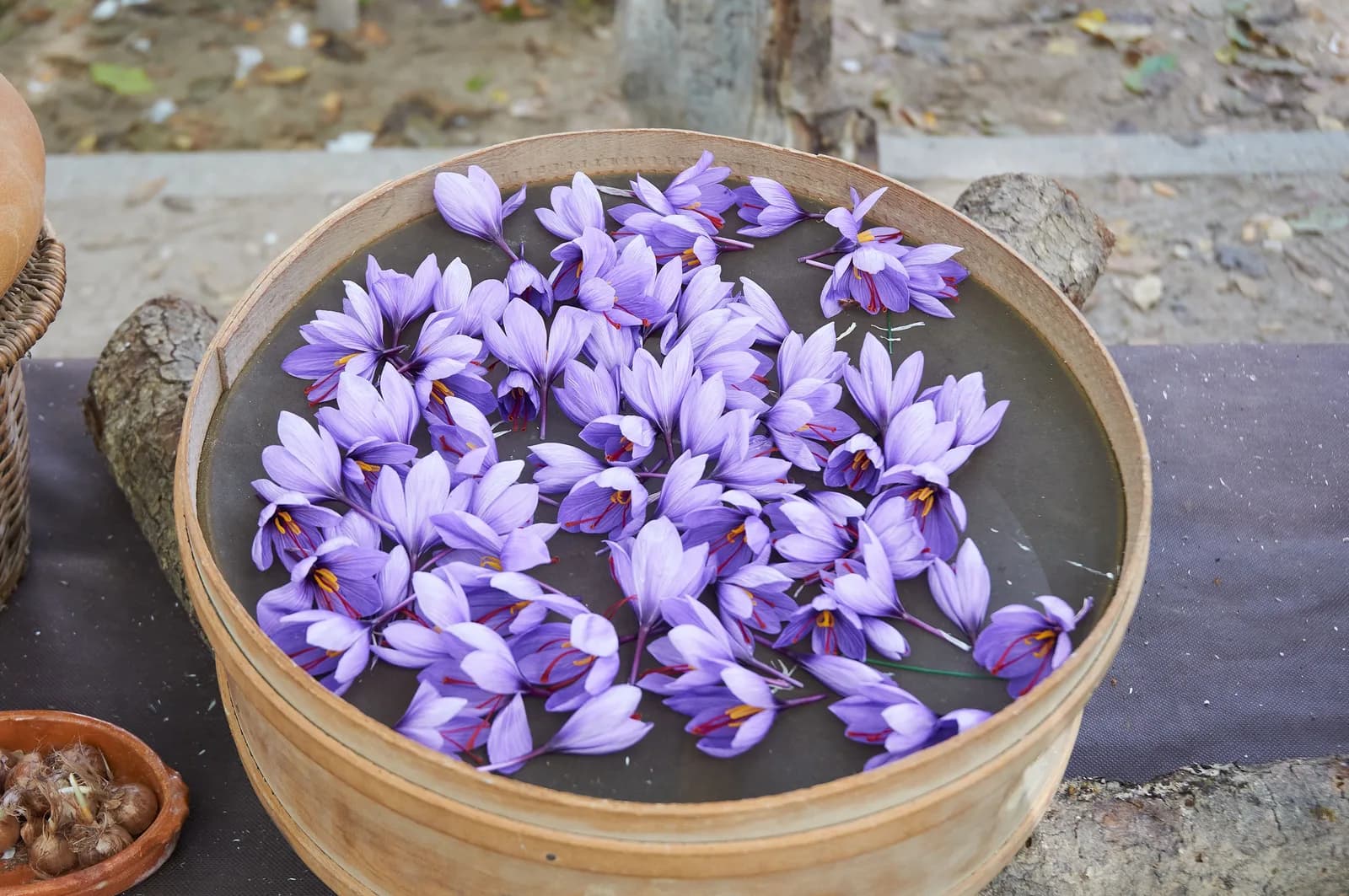 Freshly picked saffron crocus flowers heaped in a round tub